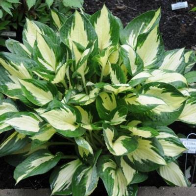 Hosta 'Eternal Flame'